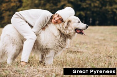 Great Pyrenees