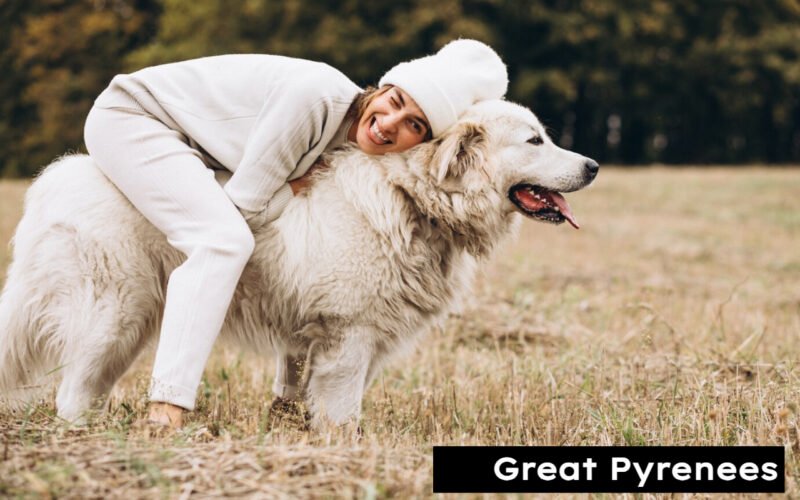Great Pyrenees