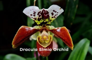 Dracula Simia Orchid