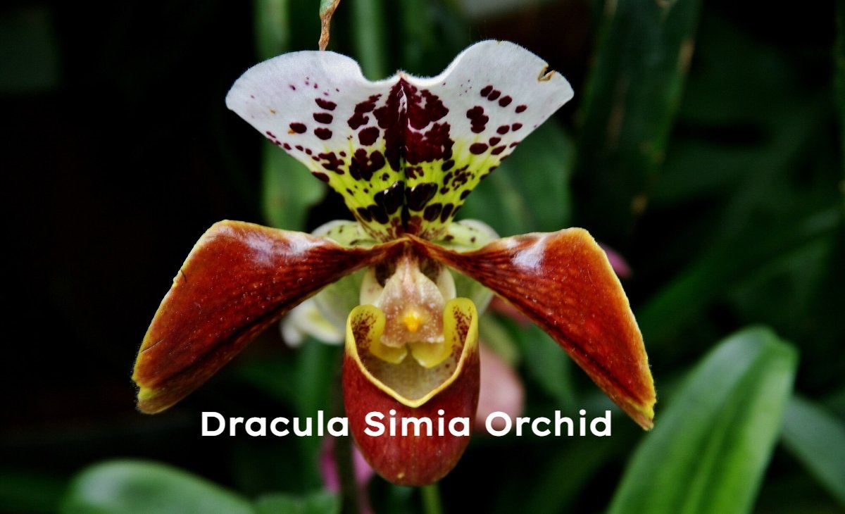 Dracula Simia Orchid