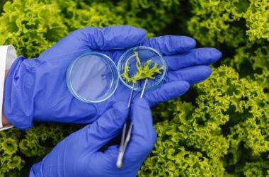 Trichoderma Viride
