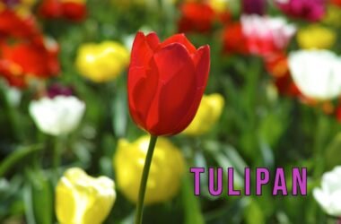 Tulipan