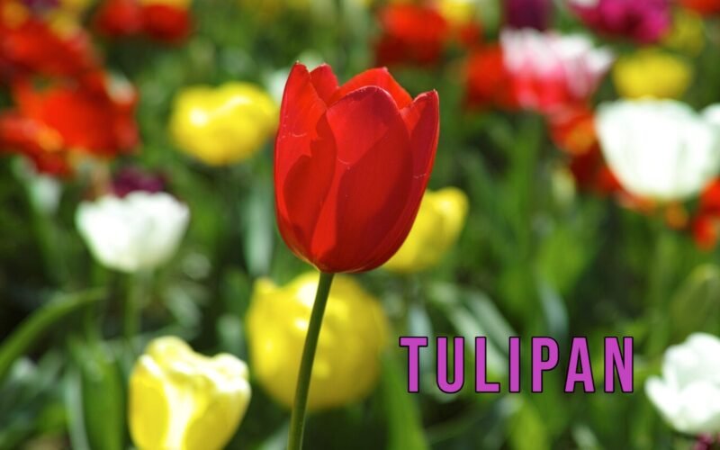 Tulipan