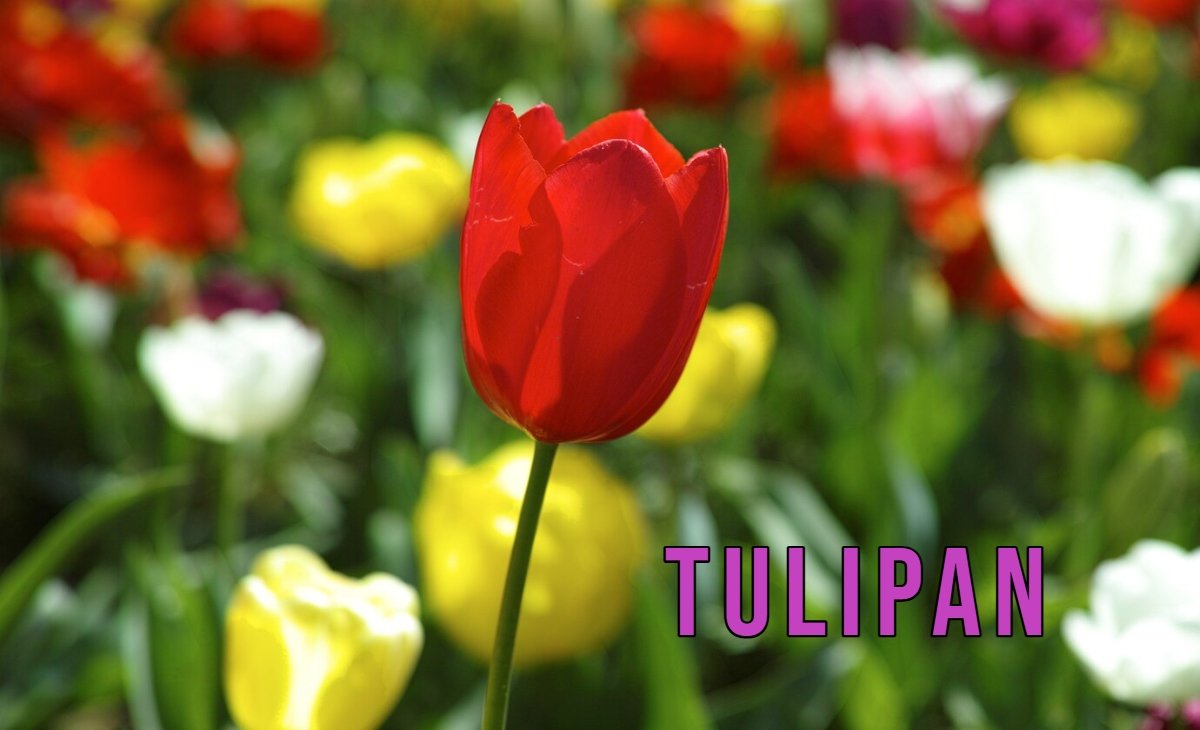 Tulipan