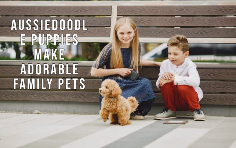 Aussiedoodle Puppies