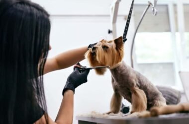Grooming For Dogs