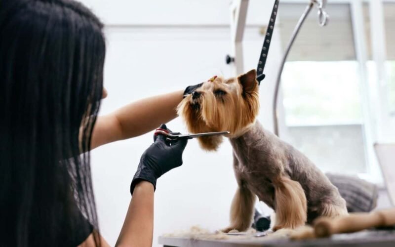Grooming for Dogs
