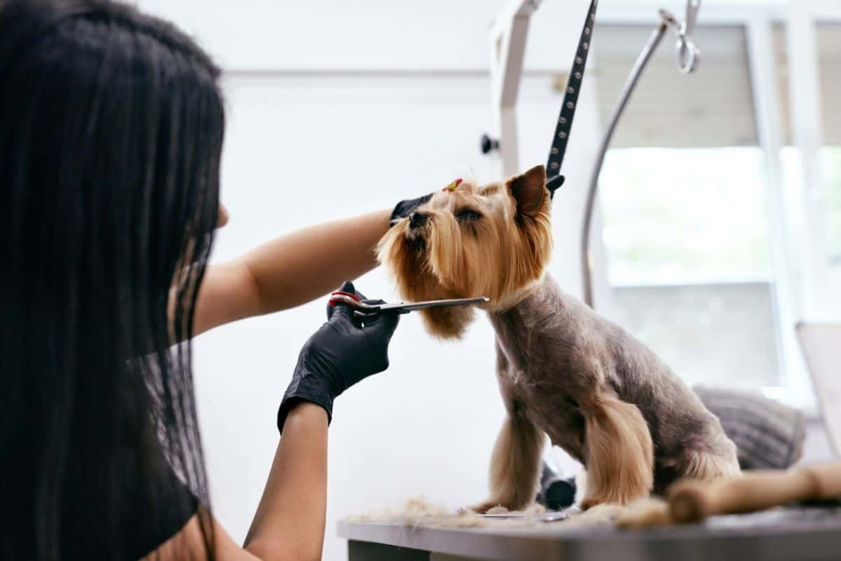 Grooming For Dogs