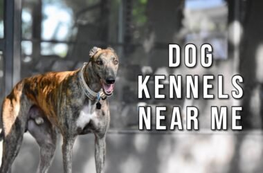 Dog Kennels Near Me