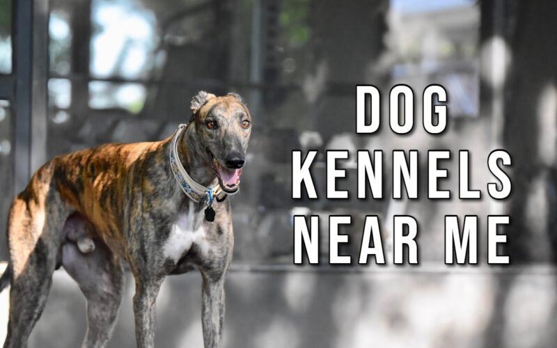 Dog kennels near me boarding and care