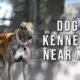 Dog kennels near me boarding and care