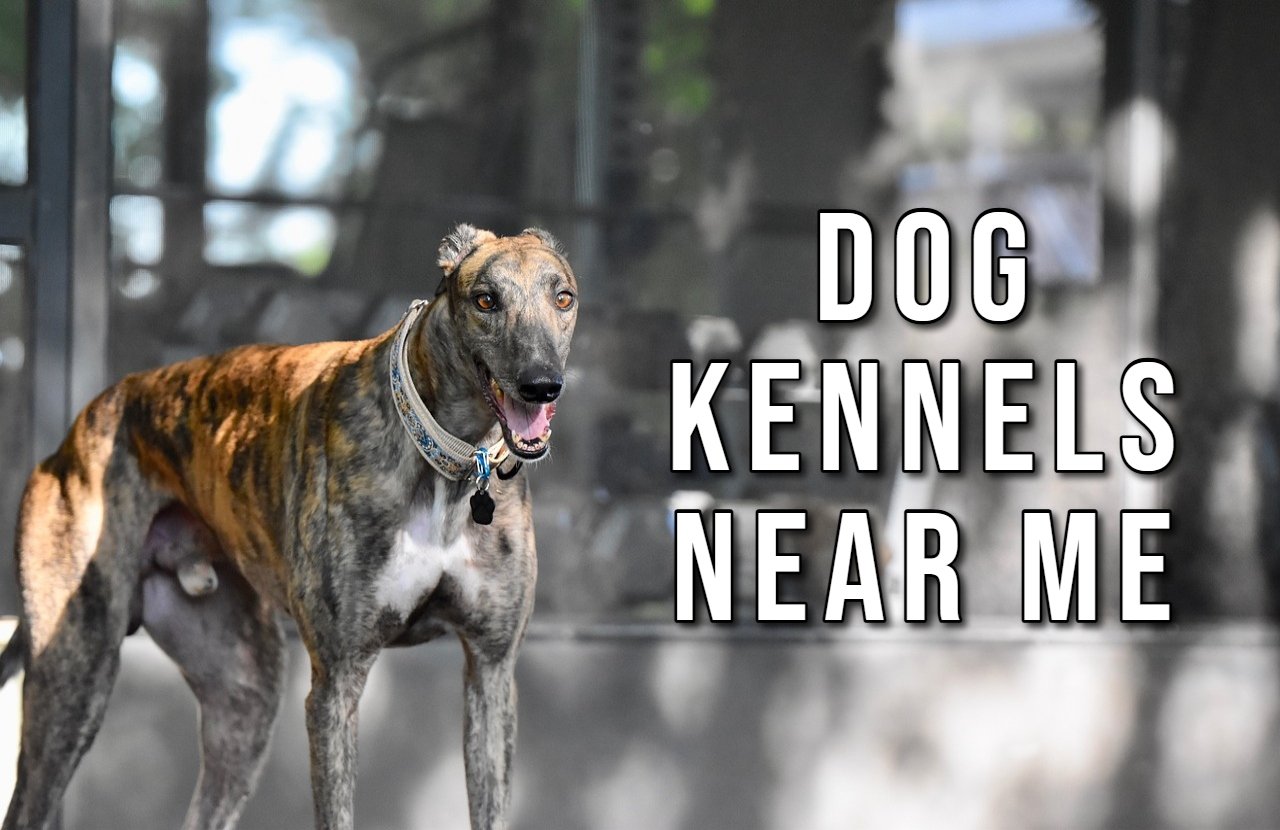 Dog Kennels Near Me