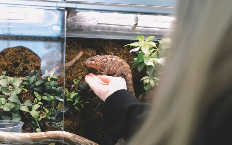 speciering process of species evolution