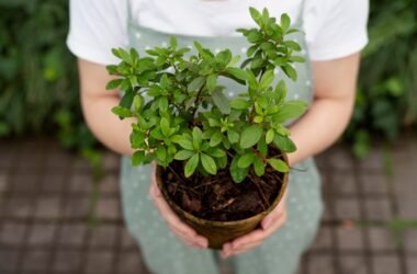 How Do You Keep Your Tulsi Plant Thriving All Year Round?