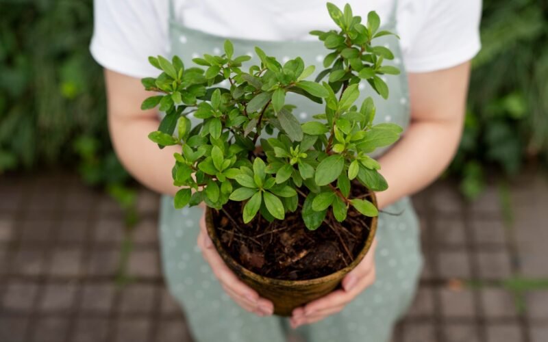 How Do You Keep Your Tulsi Plant Thriving All Year Round?