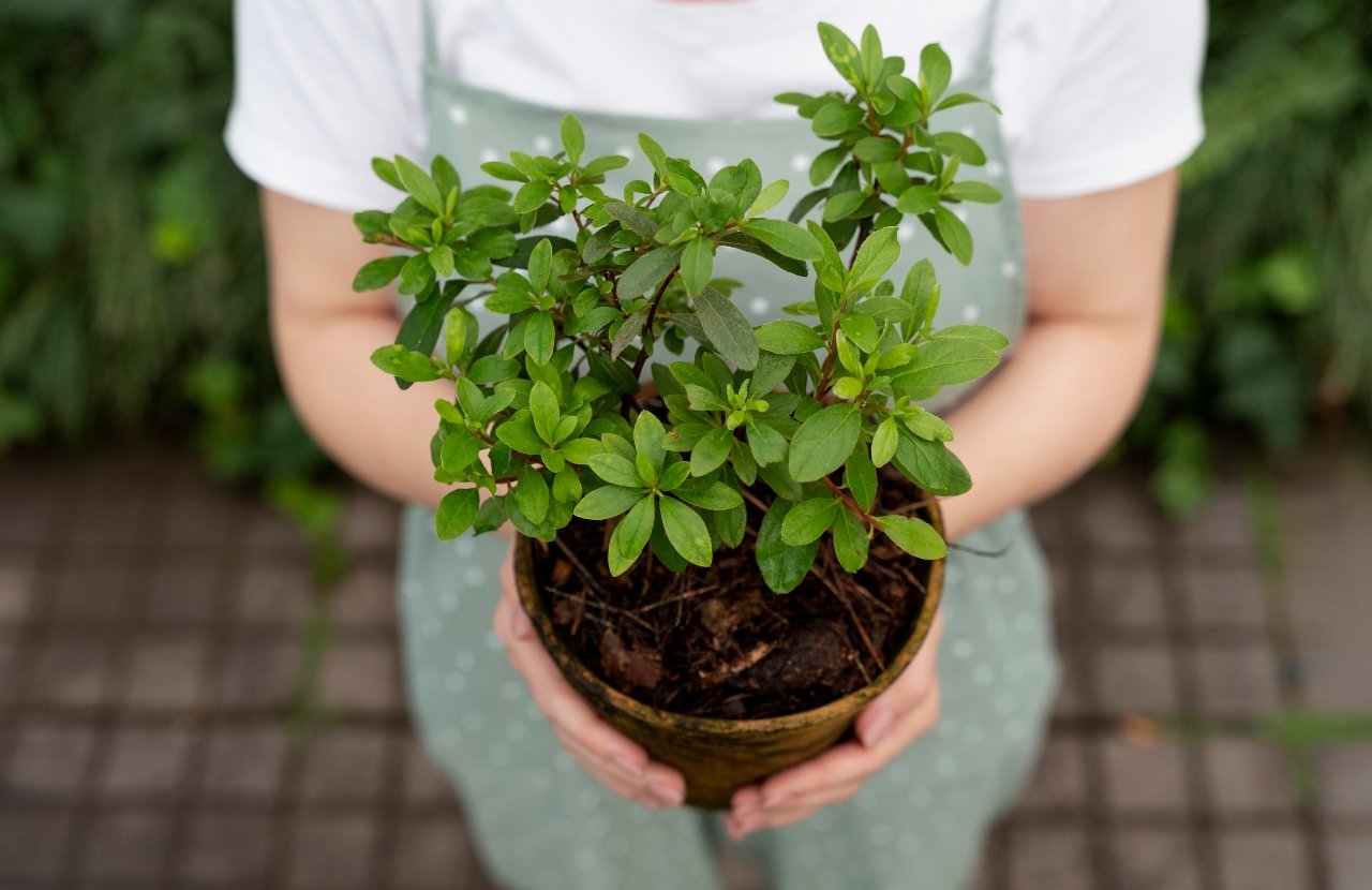 How Do You Keep Your Tulsi Plant Thriving All Year Round?