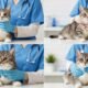 4 Common Conditions Treated In Veterinary Clinics